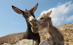 Folegandros travel Greece