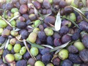 olive-oil-production-in-Greece