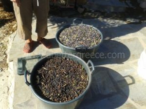 olive-oil-production-in-Greece